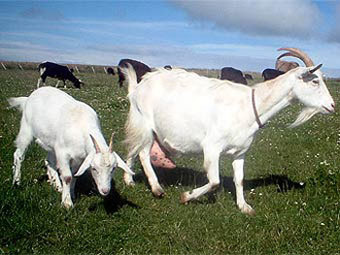    fermeragro.com