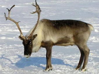 .    plants-and-animals.ru