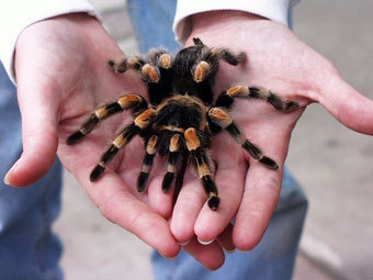  Brachypelma smithi.    umich.edu 