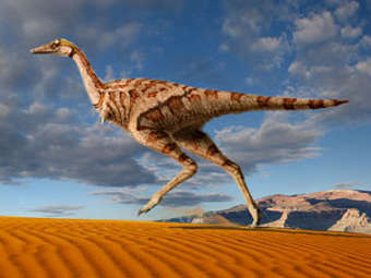    Linhenykus monodactylus.  Julius T. Csotonyi  ucl.ac.uk