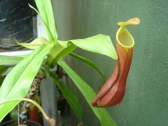   Nepenthes reindwartiana.    upi.edu