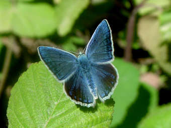   Polyommatus.    montclair.edu