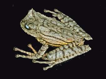  Gastrotheca guentheri.  University of Kansas