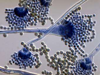  Aspergillus flavus  .    astate.edu