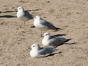   Larus delawarensis.    miami.edu