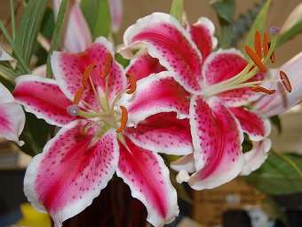  Lilium casablanca.    uvm.edu