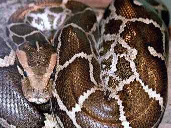   (Python molurus molurus).   Tigerpython   en.wikipedia.org