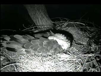     .     Raptor Resource Project