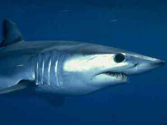 - .    aasharks.com 