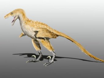   Bambiraptor feinbergi - ,    .   Nobu Tamura   wikipedia.org