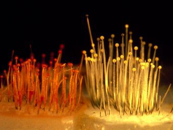 Phycomyces blakesleeanus.   