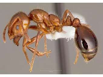    Solenopsis invicta.    discoverlife.org