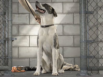    pedigree.com