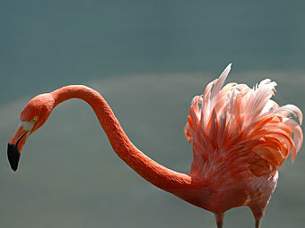 .    jailbird.ru