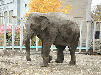    .    zoo.kharkov.ua