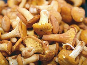 .    mushroom-collecting.com