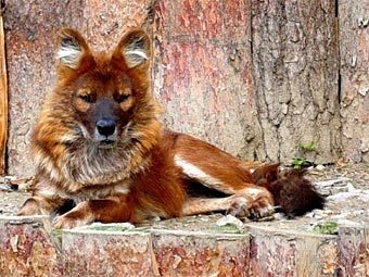 .    ekazoo.ru