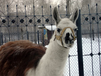   .    zoo22.ru 