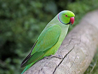    carolinabirds.org