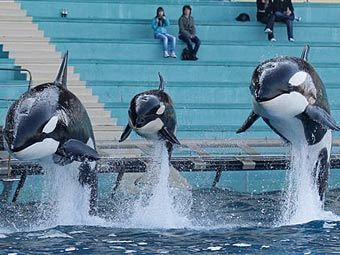 Океанариум SeaWorld в Сан-Диего. Фото: Lionel Cironneau / ©AP